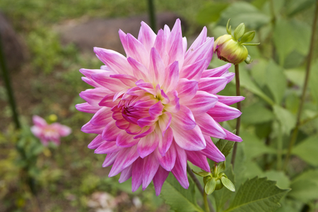 Pink dahliaの写真素材