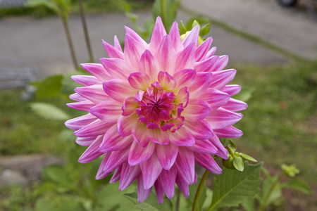 Pink dahliaの写真素材