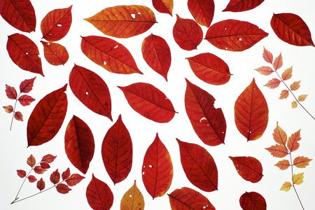 Autumn leaves on white backgroundの写真素材
