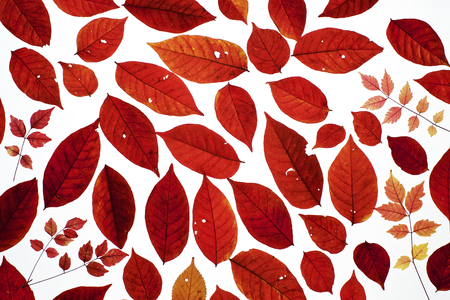Autumn leaves on white backgroundの写真素材