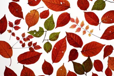 Autumn leaves on white backgroundの写真素材