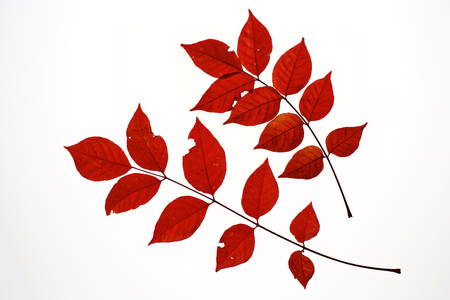 Autumn leaves on white backgroundの写真素材