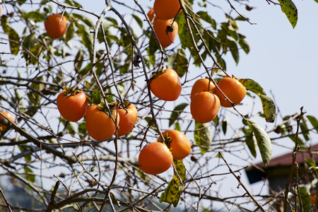 Persimmon in autumnの写真素材