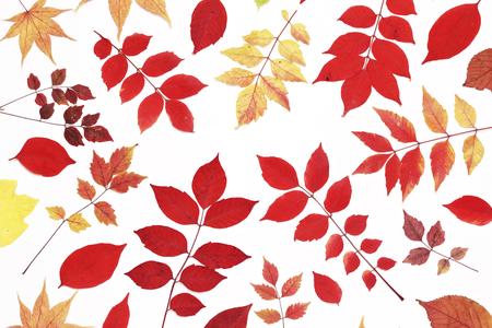 Autumn leaves on white backgroundの写真素材