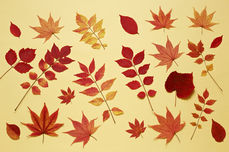 Autumn leaves on yellow backgroundの写真素材