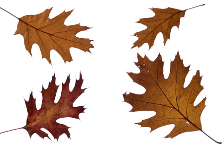 Autumn oak leaves on white backgroundの写真素材