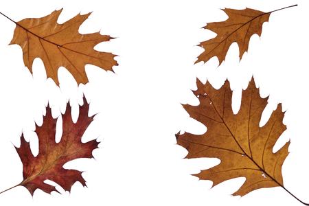 Autumn oak leaves on white backgroundの写真素材