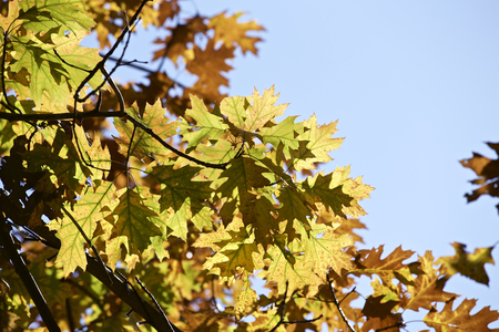 Oak leafの写真素材