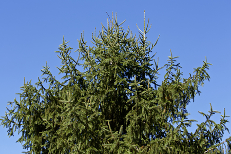 Fir treeの写真素材