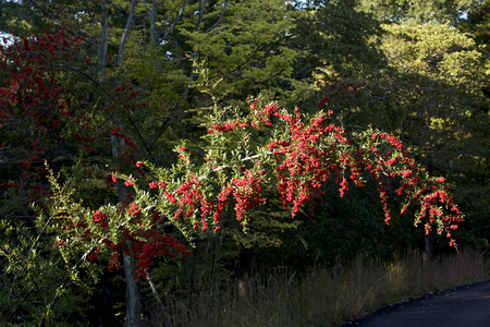 Red seeds of pyracantha coccineaの写真素材