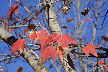 Beautiful autumn sugar maple tree leavesの写真素材