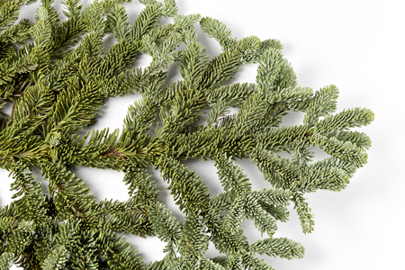 Christmas Fir treeの写真素材
