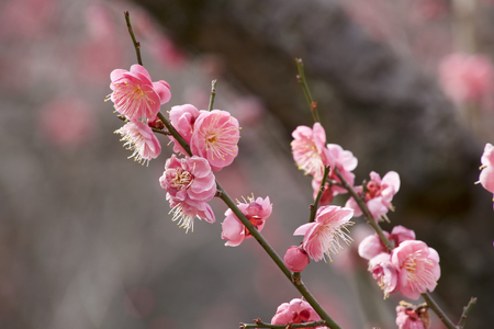 Early spring plum blossomsの写真素材