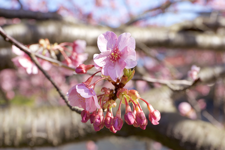 Beautiful cherry blossoms in Japanの写真素材