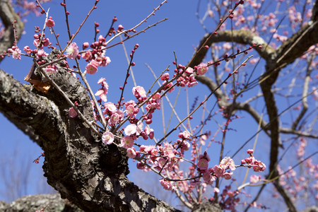 Early spring plum blossomsの写真素材