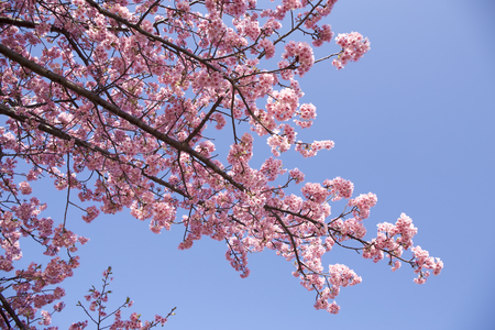 Beautiful cherry blossoms in Japanの写真素材