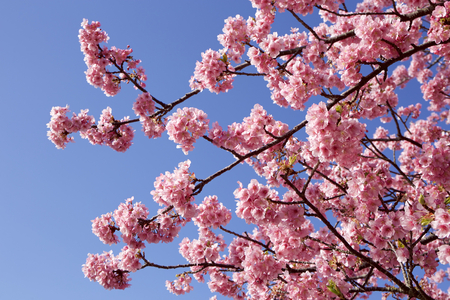 Beautiful cherry blossoms in Japanの写真素材