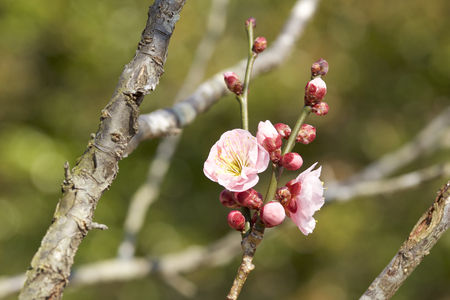 Early spring plum blossomsの写真素材