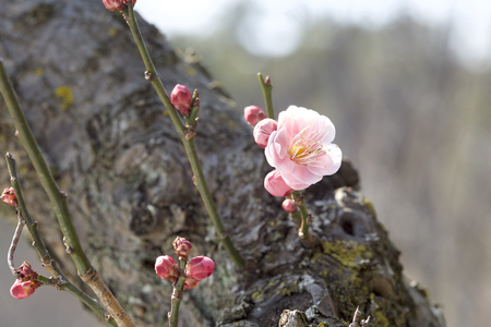 Early spring plum blossomsの写真素材