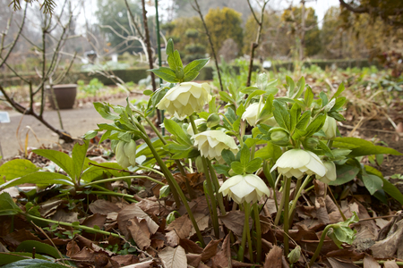 White helleboreの写真素材