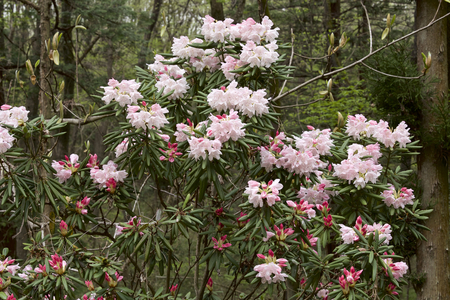 Rhododendron at springの写真素材