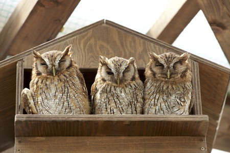 Tropical Screech owlの写真素材