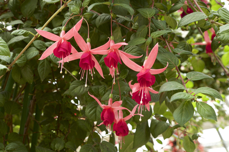 Fuchsia in gardenの写真素材