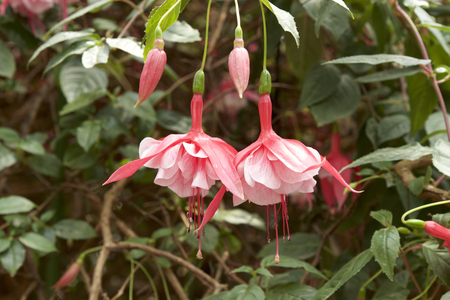 Fuchsia in gardenの写真素材