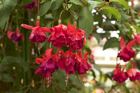 Fuchsia in gardenの写真素材