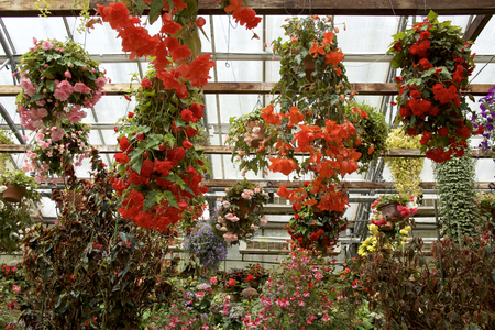 Hanging  begoniaの写真素材