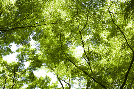 Maple leavesの写真素材