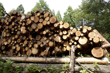 Felling of cedar treeの写真素材