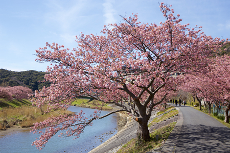 Beautiful cherry blossoms in Japanの写真素材