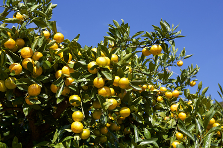 Mandarin orange orchard in Japanの写真素材