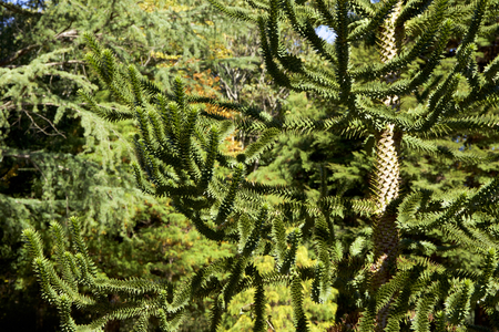 Monkey puzzle treeの写真素材