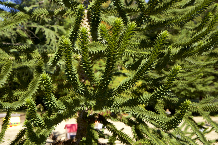 Monkey puzzle treeの写真素材