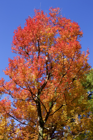 Autumn leavesの写真素材