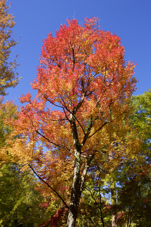 Autumn leavesの写真素材