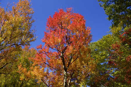 Autumn leavesの写真素材