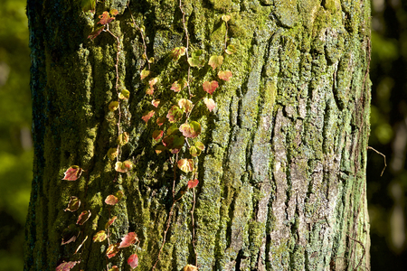 Bark of ivy and mossの写真素材