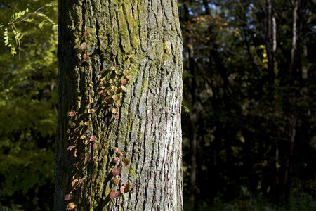Bark of ivy and mossの写真素材