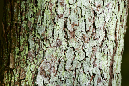 The lichen of the lacquer treeの写真素材