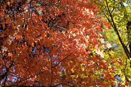 Autumn leavesの写真素材