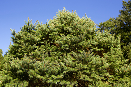 Fir treeの写真素材