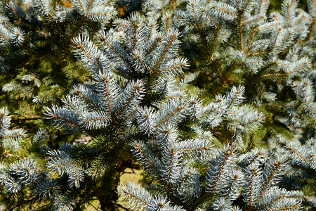 Beautiful silver fir treeの写真素材