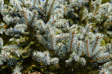 Beautiful silver fir treeの写真素材