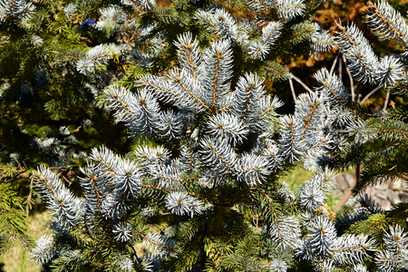 Beautiful silver fir treeの写真素材