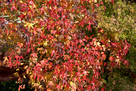 Autumn japanese sugar maple leavesの写真素材