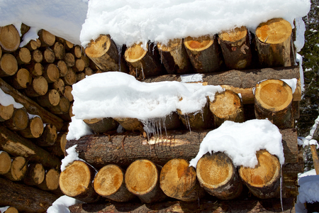 Larch lumber on snow in winter forestの写真素材