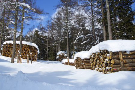 Larch lumber on snow in winter forestの写真素材